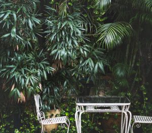 decoration jungle urbaine
